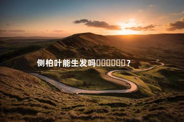 侧柏叶能生发吗？